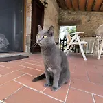 Il Grillo Parlante By Interhome